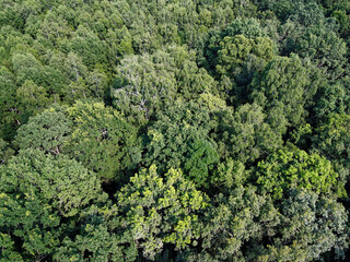 Naklejka premium Beautiful dense forest, top view. The tops of a variety of trees.