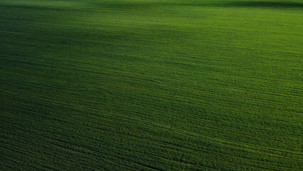 Obraz premium Green agricultural field, aerial view. Farmland landscape. Background.