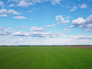 Fototapeta premium Blue sky over a green field, aerial view. Farmland landscape.