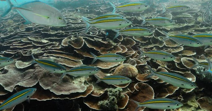 Bright turquoise fish swimming above a land of brown rounded corals.