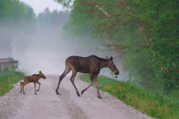 Wild animals always have the right of way