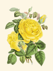 Rose Flower illustration. Botanical digital art.