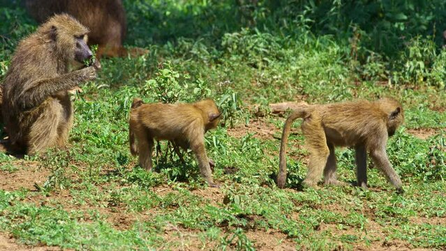 A gathering of baboon monkeys picking grass and eating it in Tanzania.