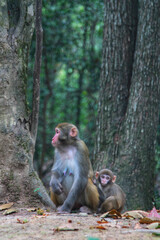 Majestic Monkeys Amidst the Peaks of China's Long Mountains