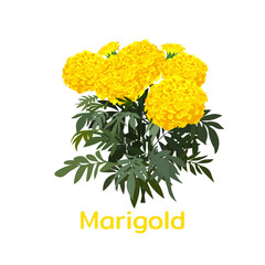 A single Marigold with name. vector illustration.