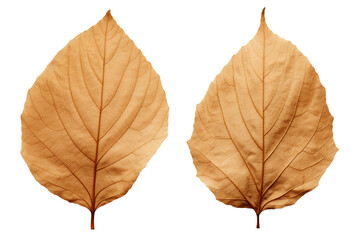 photography of two dried leaf isolated on a transparent background