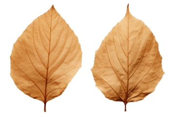 photography of two dried leaf isolated on a transparent background