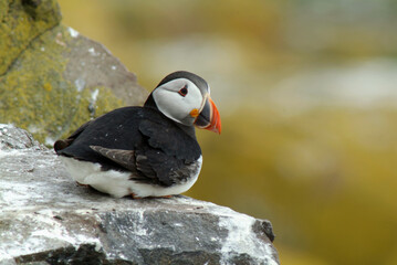 Macareux moine,.Fratercula arctica, Atlantic Puffin