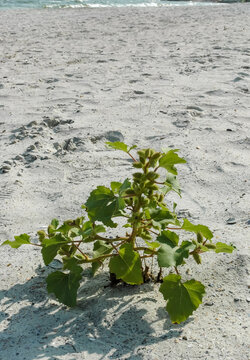 Xanthium strumarium - weed plant with spiny fruits on the Black Sea shore