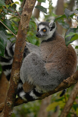 Lémurien catta (Lemur catta). Madagascar