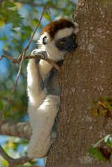 Lémurien, Propithéque de Vérreaux, Propithecus verreauxi, Madagascar