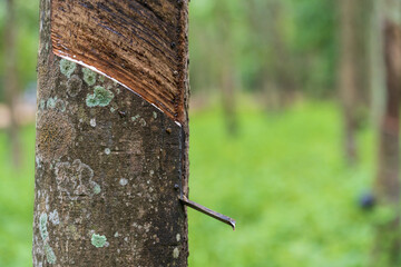 Rubber plantation after harvest in southern Thailand.Milky latex extracted from rubber tree on green grass background.