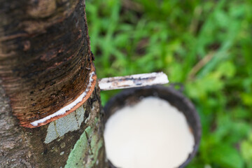 Rubber plantation and bowl after harvest in southern Thailand.Milky latex extracted from rubber...