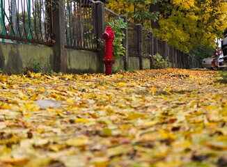 autumn leaves on the streeet