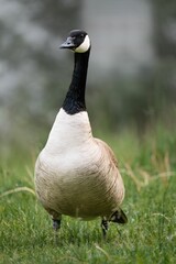 a goose stands on the grass looking towards the side of the camera