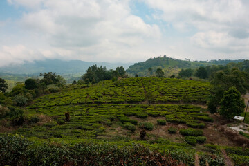 Fototapeta na wymiar A Scenic Vista Overlooking the Verdant Tea Plantations and Rolling Hills