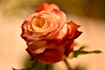 rose au printemps prête a offrir