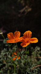 Macro photo of a summer plant