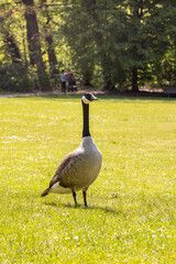 Wildgänse und Kücken am See