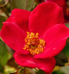 a bright red flower on a green branch with dark leaves