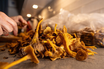 Stockholm, Sweden A woman cleans freshly picked chanterelle mushrooms after picking them in the forest. - obrazy, fototapety, plakaty