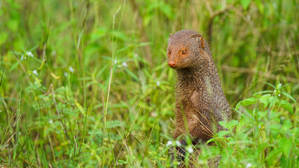 INDIAN MONGOOSE IN THE YALA NATIONAL PARK, SRI LANKA.