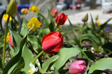 Fototapeta premium Tulip Garden