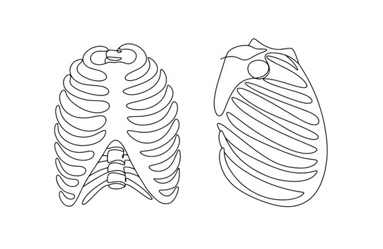 Human ribs. One line