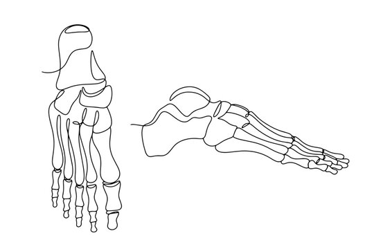 Human foot. One line