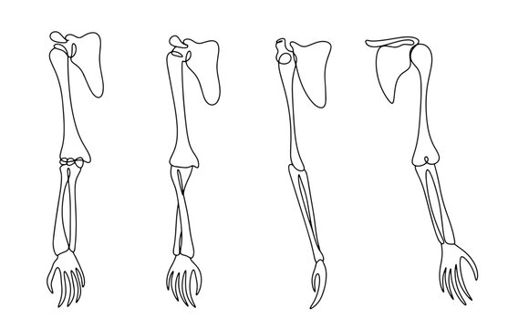Human hand bones. One line