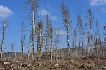 Waldsterben