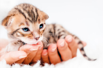 A kitten in the hands of a girl. Close-up.Cute bengal .On the palms is a small cute kitten.Two week old small newborn bengal kitten on a white background.
