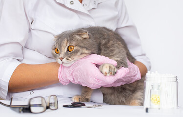 close-up of veterinarian holding a Scottish fold cat in clinic