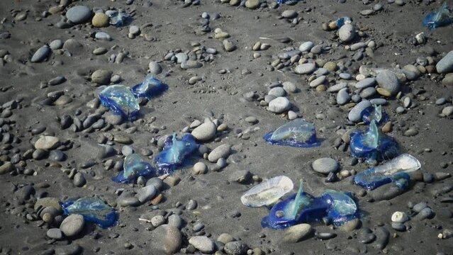 Coelenterate Velella sp., Storm-stranded animals in Olympic National Park, Washington