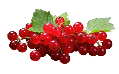 Beautiful and Shining Currants on a Clear Surface or PNG Transparent Background.