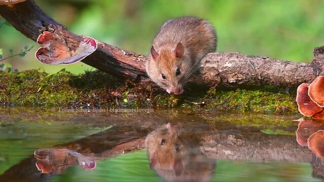 Himalayan pika from uttarakhand