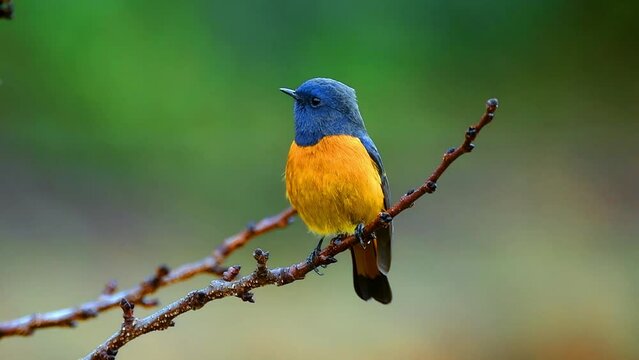 Blue-fronted redstart from uttarakhand