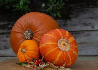 Autumn atmospheric pumpkin for a good mood and Halloween