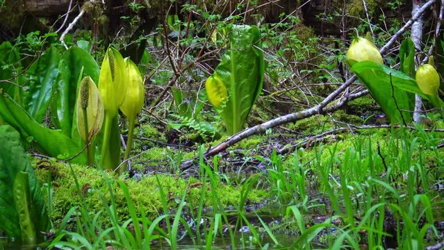 Western Skunk Cabbage (Lysichiton americanus) in a red alder grove, Olympic National Park, Washington, USA
