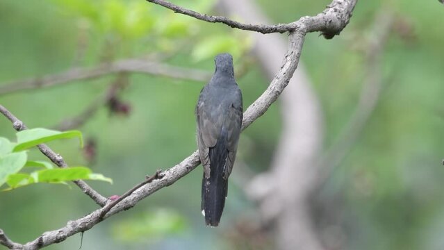 Grey-bellied cuckoo from kathgodam