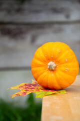Autumn atmospheric pumpkin for a good mood and Halloween
