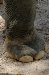 elephant foot