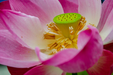 pink flower