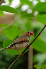 bird