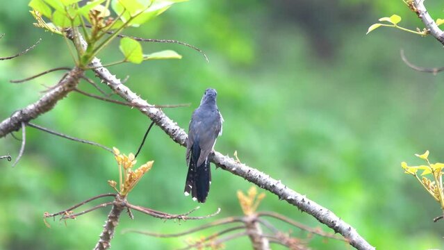 Grey-bellied cuckoo from kathgodam