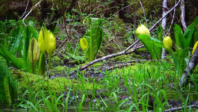 Western Skunk Cabbage (Lysichiton americanus) in a red alder grove, Olympic National Park, Washington, USA