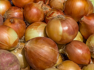 Fresh onions on the table - 666159343