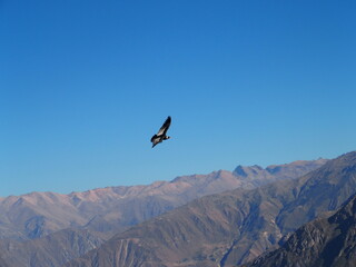 Male andean condor flying upon valley of Colca   