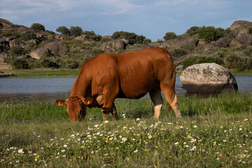 Malpartida, province of Cáceres, cows in the wild, grazing on the lake