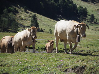 Cows moving to an other area of Pyrenees for grazing